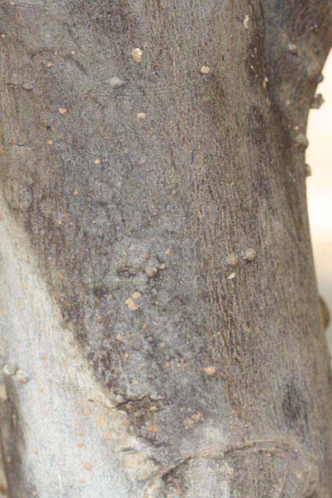           Bark (Riverside, CA)   